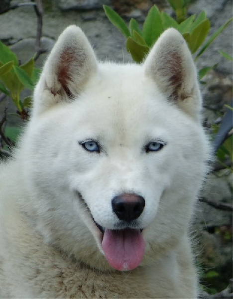 Liubov's Glace de neige