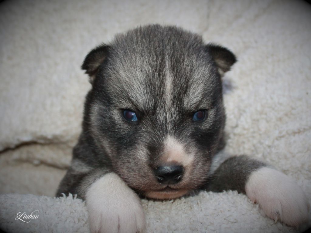 Liubov's - Chiot disponible  - Siberian Husky