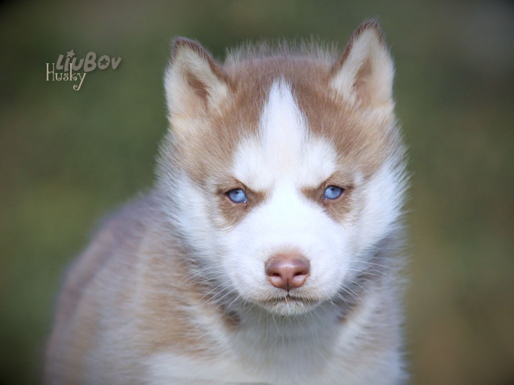 Liubov's - Chiot disponible  - Siberian Husky