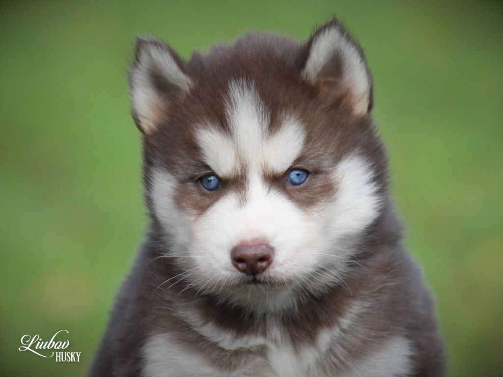 Liubov's - Chiot disponible  - Siberian Husky