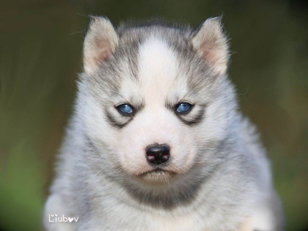 Liubov's - Chiot disponible  - Siberian Husky