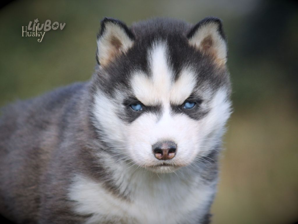 Liubov's - Chiot disponible  - Siberian Husky