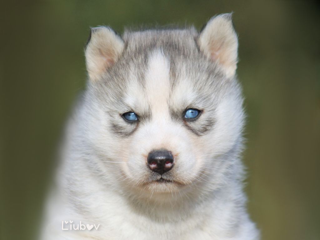 Liubov's - Chiot disponible  - Siberian Husky