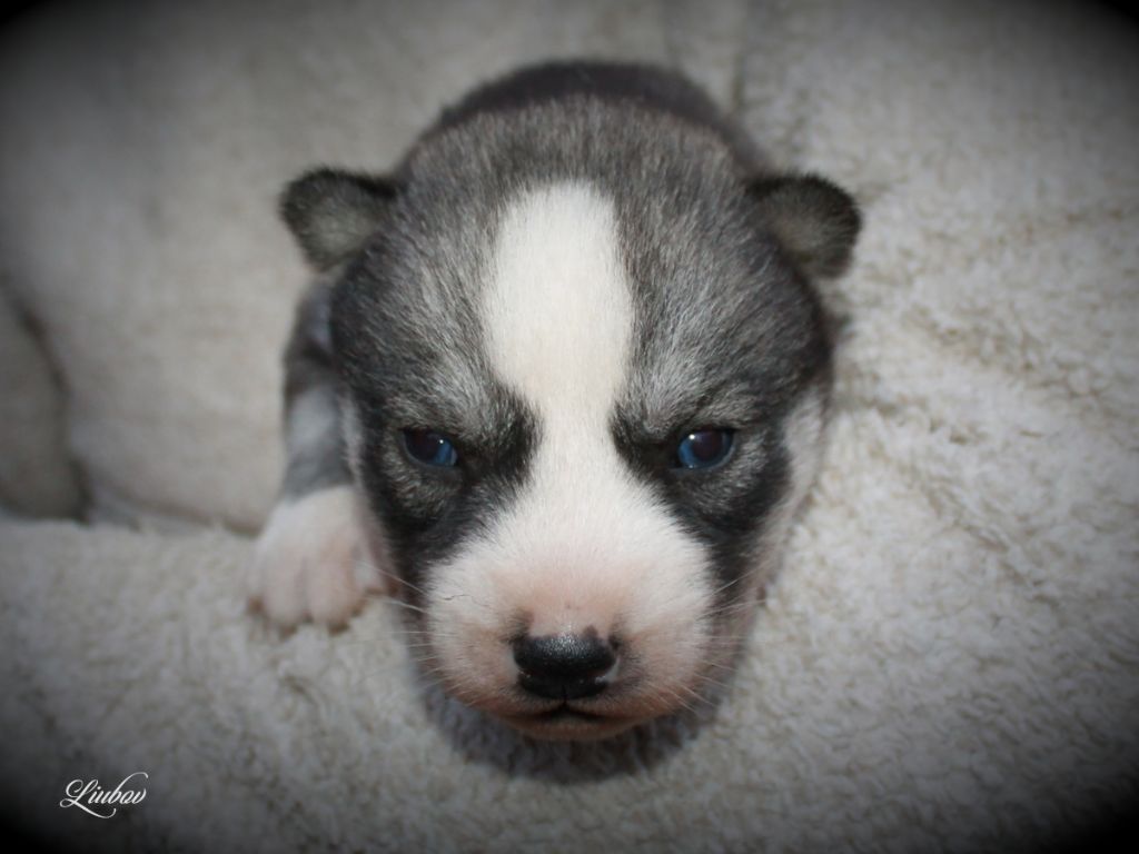 Liubov's - Chiot disponible  - Siberian Husky