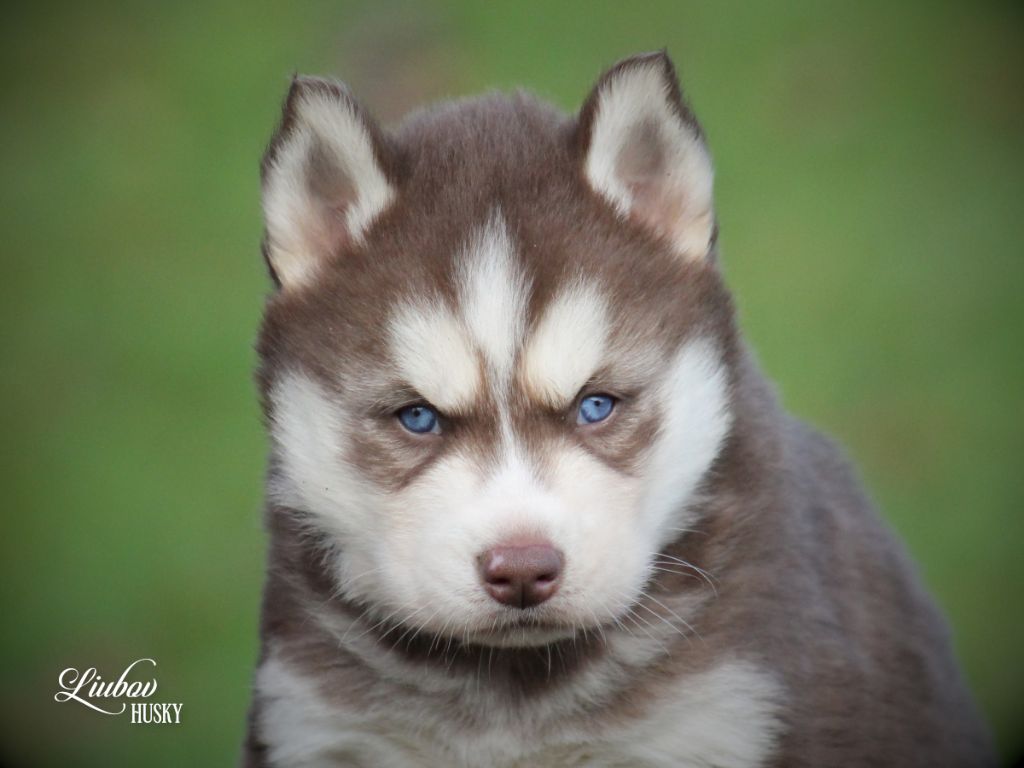 Liubov's - Chiot disponible  - Siberian Husky