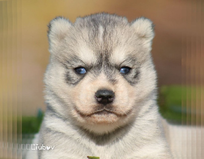 Liubov's - Siberian Husky - Portée née le 03/04/2024
