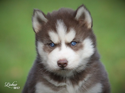 Liubov's - Siberian Husky - Portée née le 13/10/2024