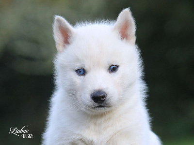 Liubov's - Siberian Husky - Portée née le 13/10/2024