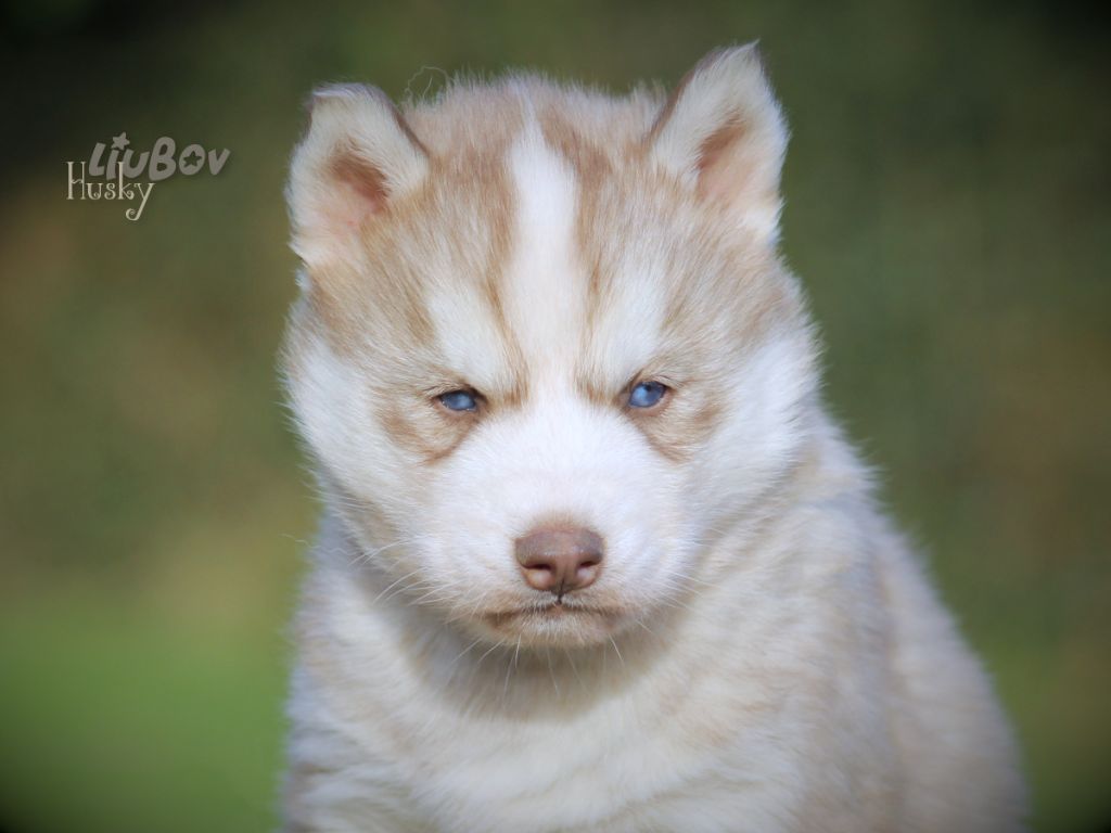 Liubov's - Chiot disponible  - Siberian Husky