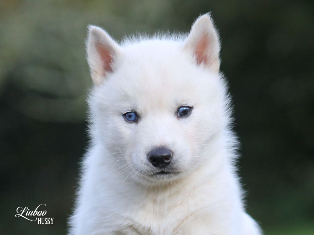 Liubov's - Chiot disponible  - Siberian Husky