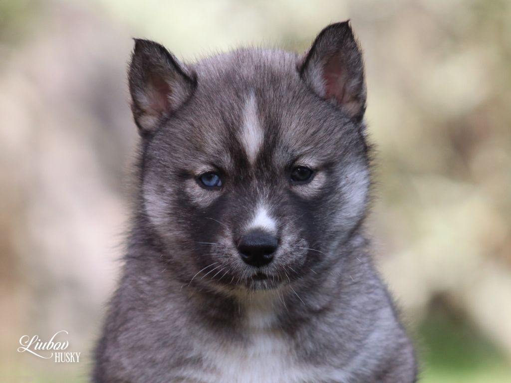 Liubov's - Chiot disponible  - Siberian Husky