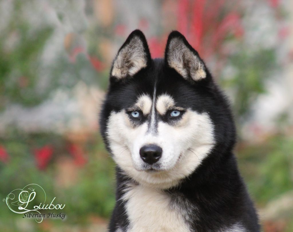 Liubov's Ruby black