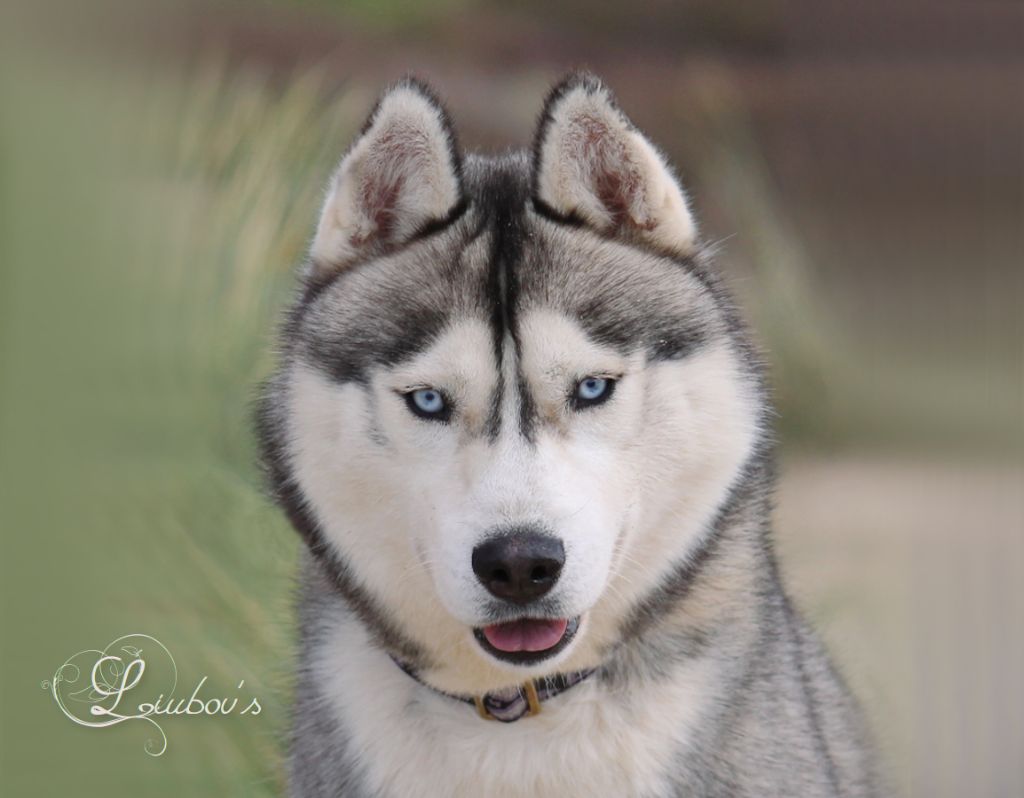 Liubov's Météore bleu