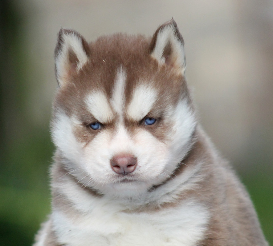 Bienvenue chez Liubov Siberian Husky