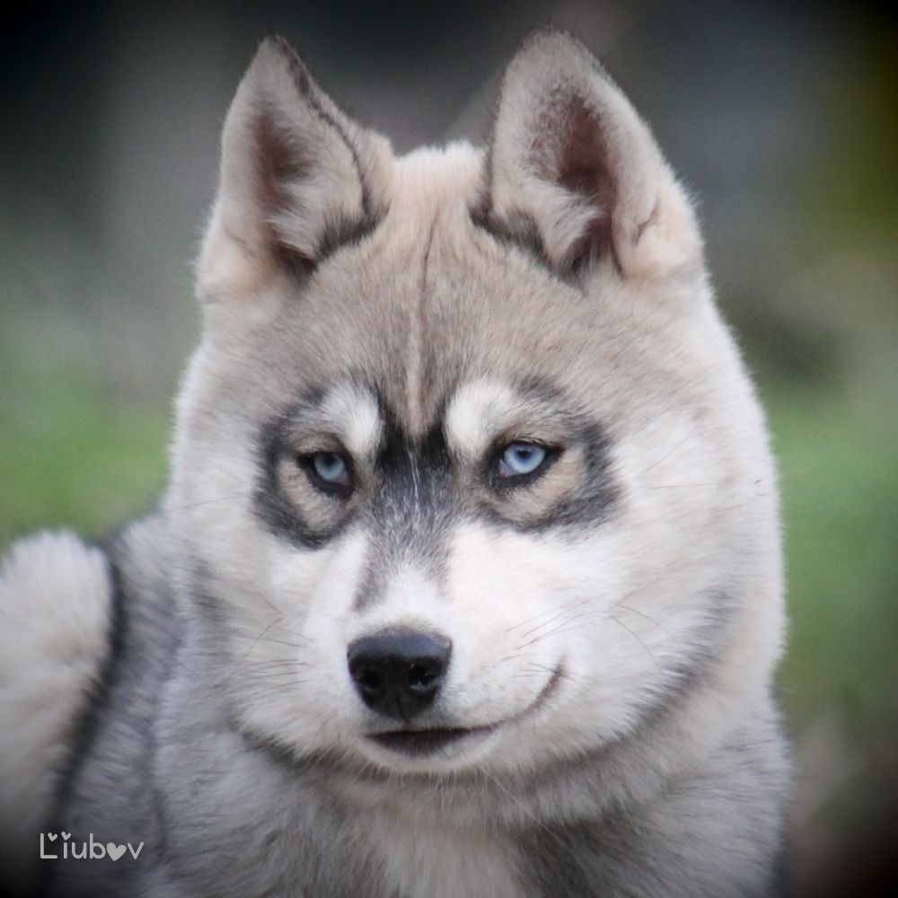 Bienvenue chez Liubov Siberian Husky