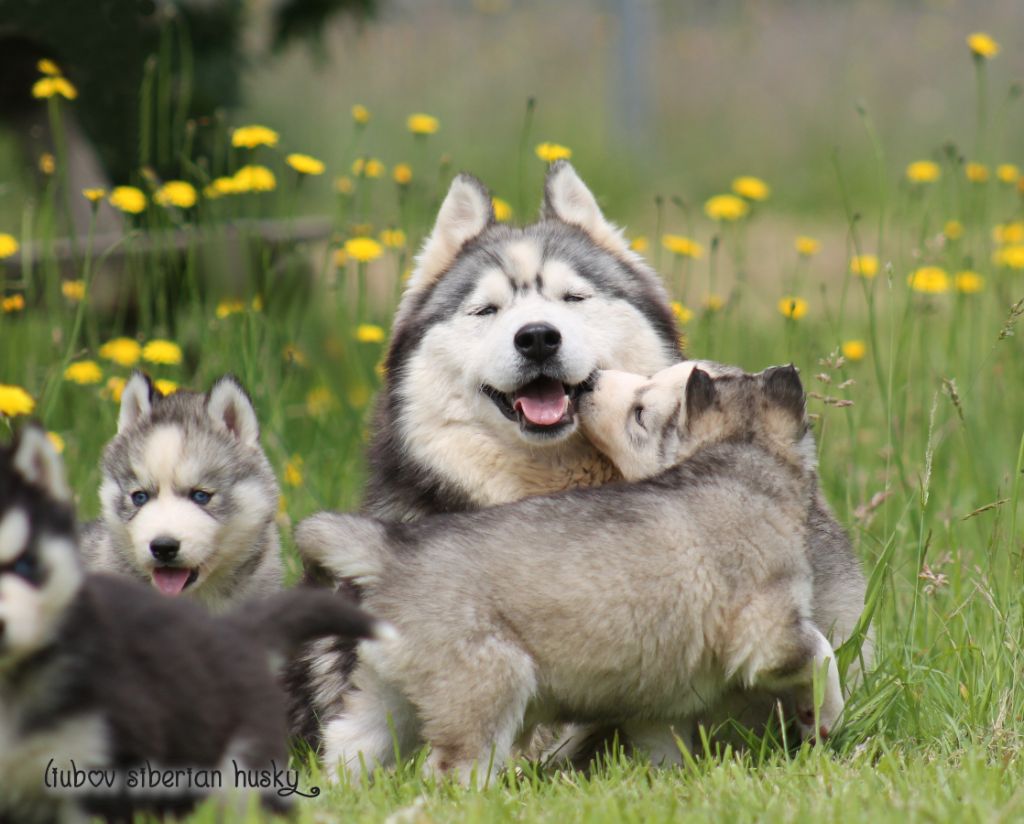 Nos chiots