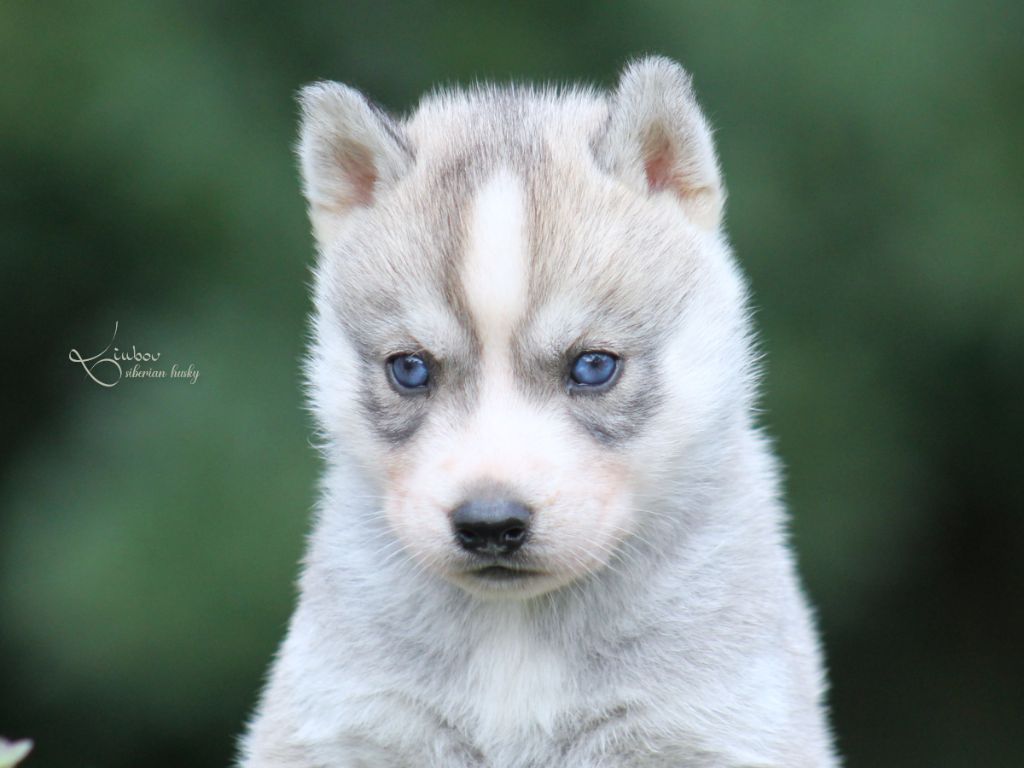 Liubov's - Chiots disponibles - Siberian Husky