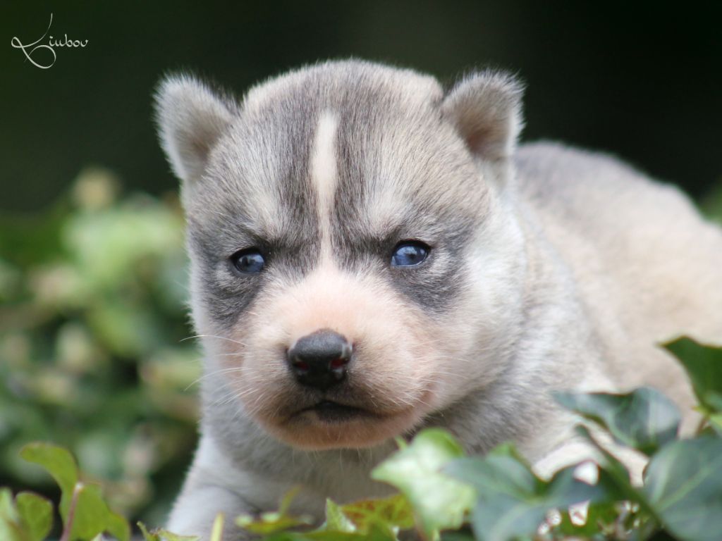 Liubov's - Chiots disponibles - Siberian Husky