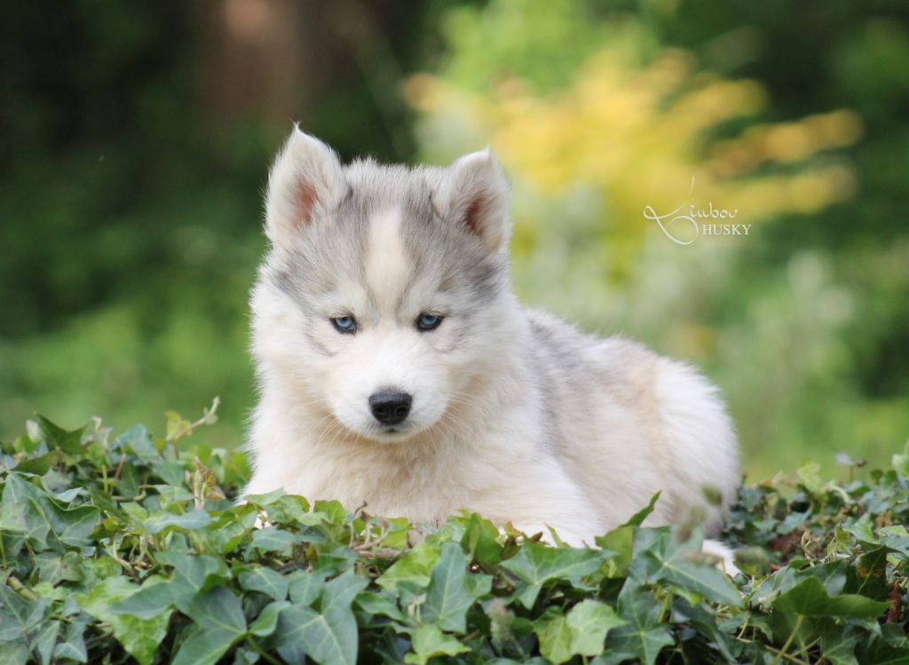 Liubov's - Chiots disponibles - Siberian Husky