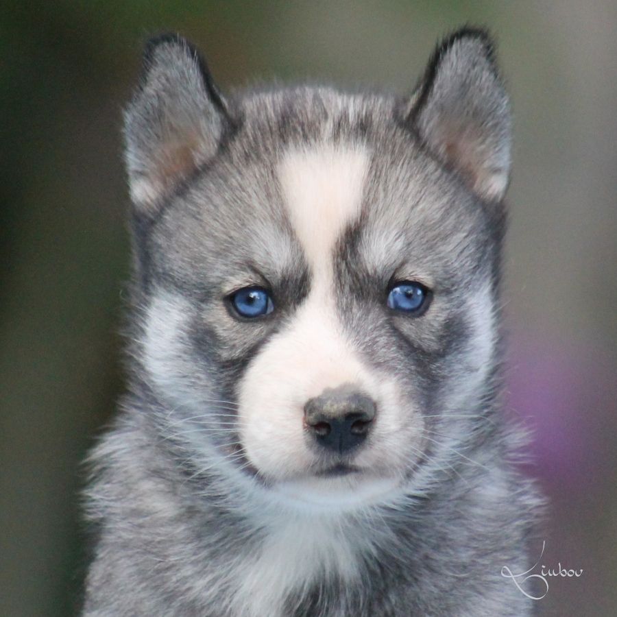 Liubov's - Chiots disponibles - Siberian Husky