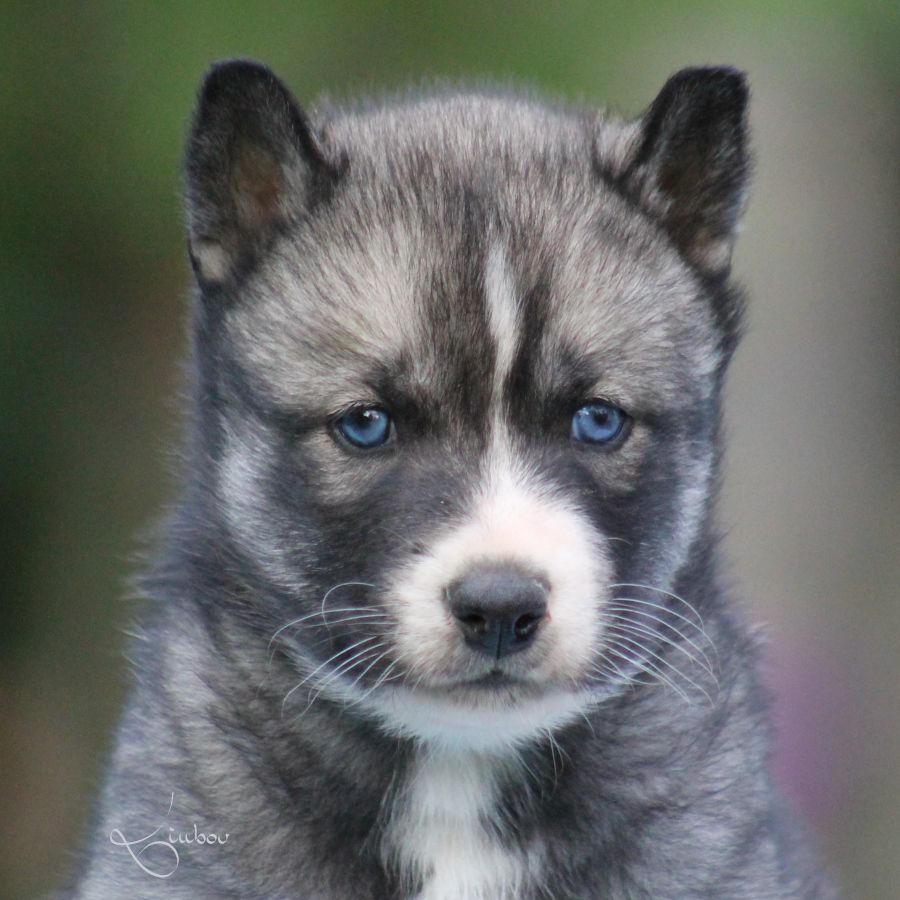 Liubov's - Chiots disponibles - Siberian Husky