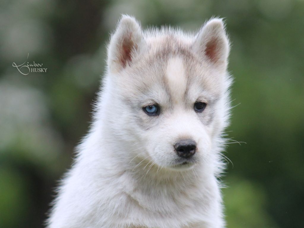 Liubov's - Chiots disponibles - Siberian Husky