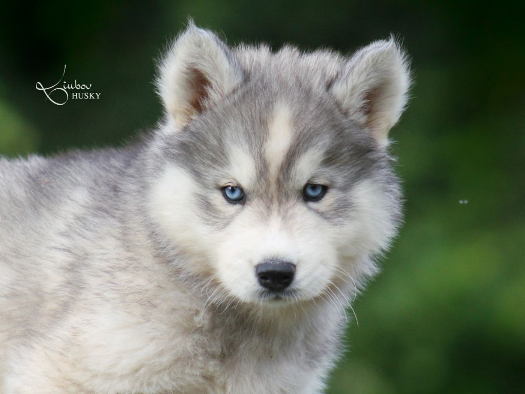 Liubov's - Chiots disponibles - Siberian Husky