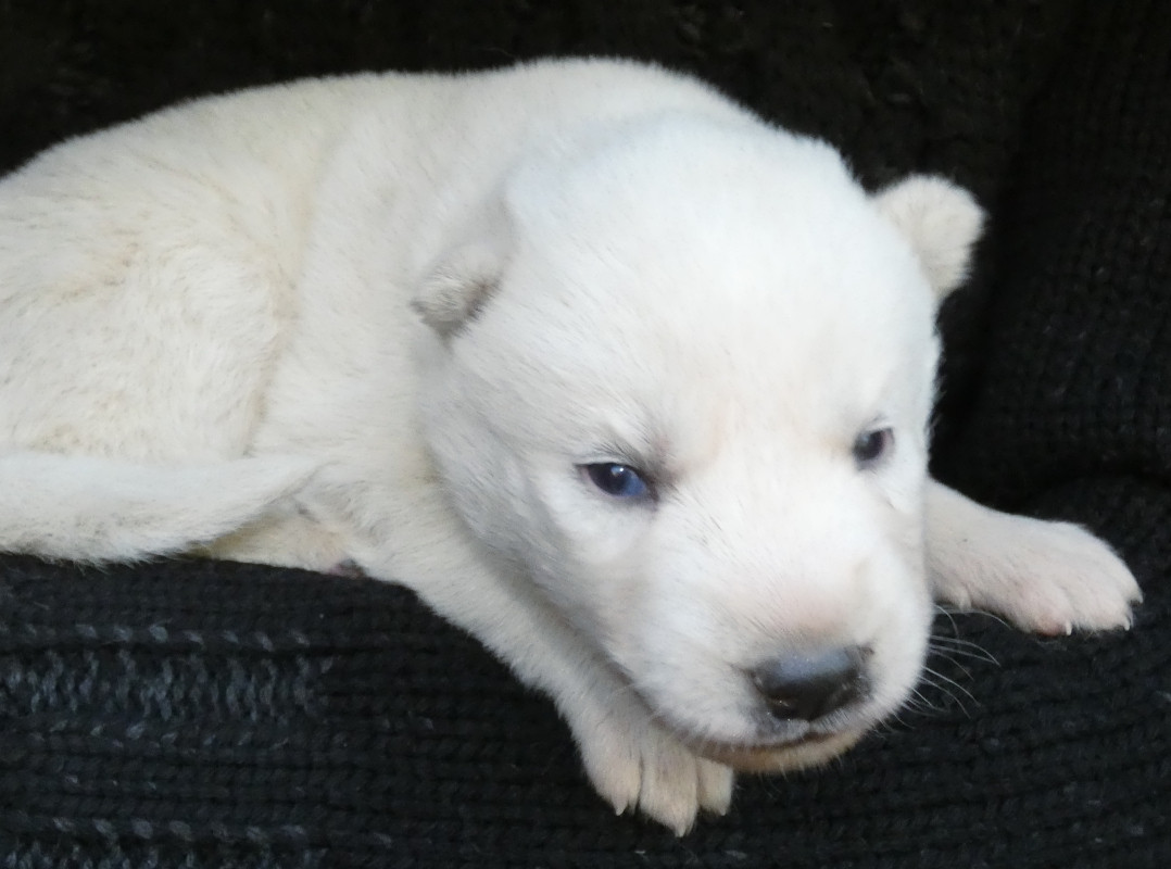 Liubov's - Chiots disponibles - Siberian Husky