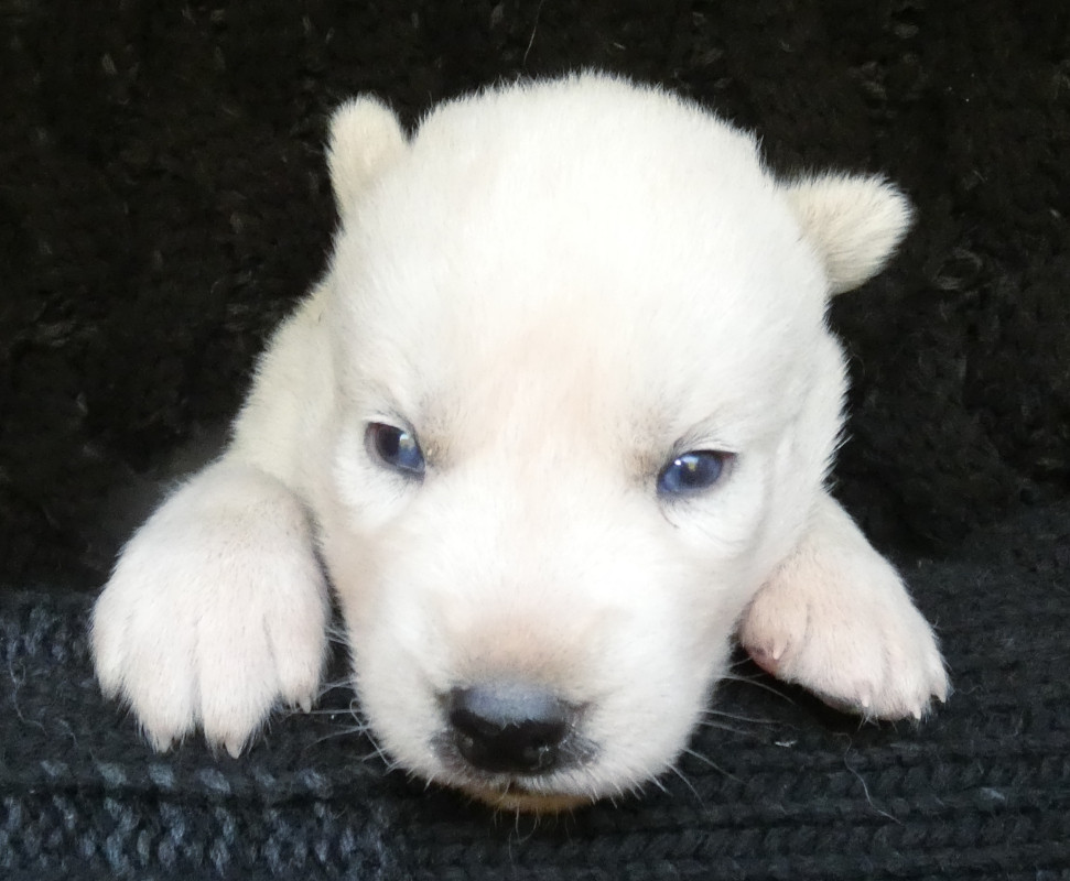 Liubov's - Chiots disponibles - Siberian Husky