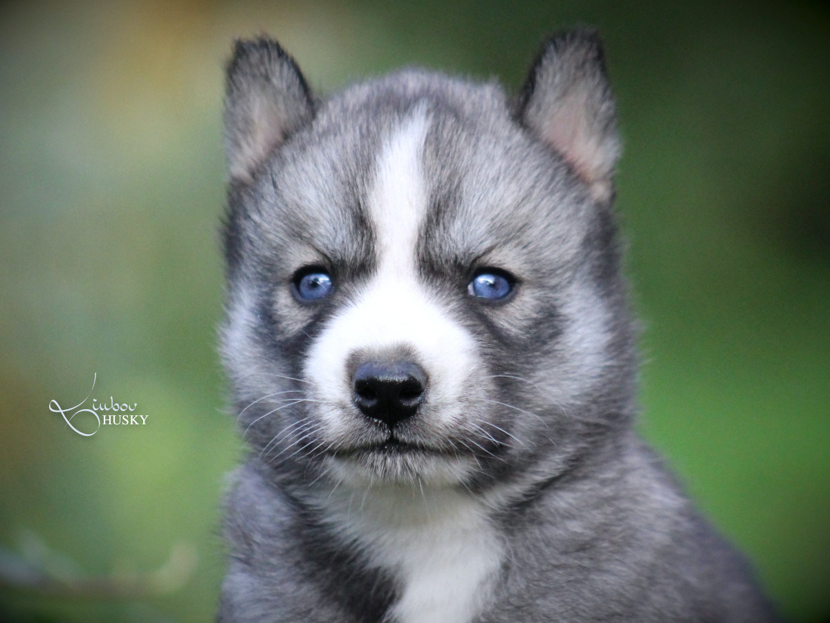 Liubov's - Chiots disponibles - Siberian Husky