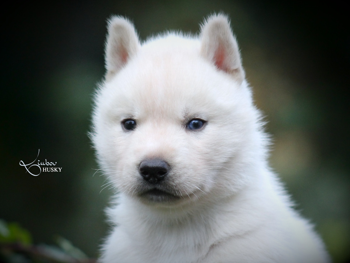 Liubov's - Chiots disponibles - Siberian Husky