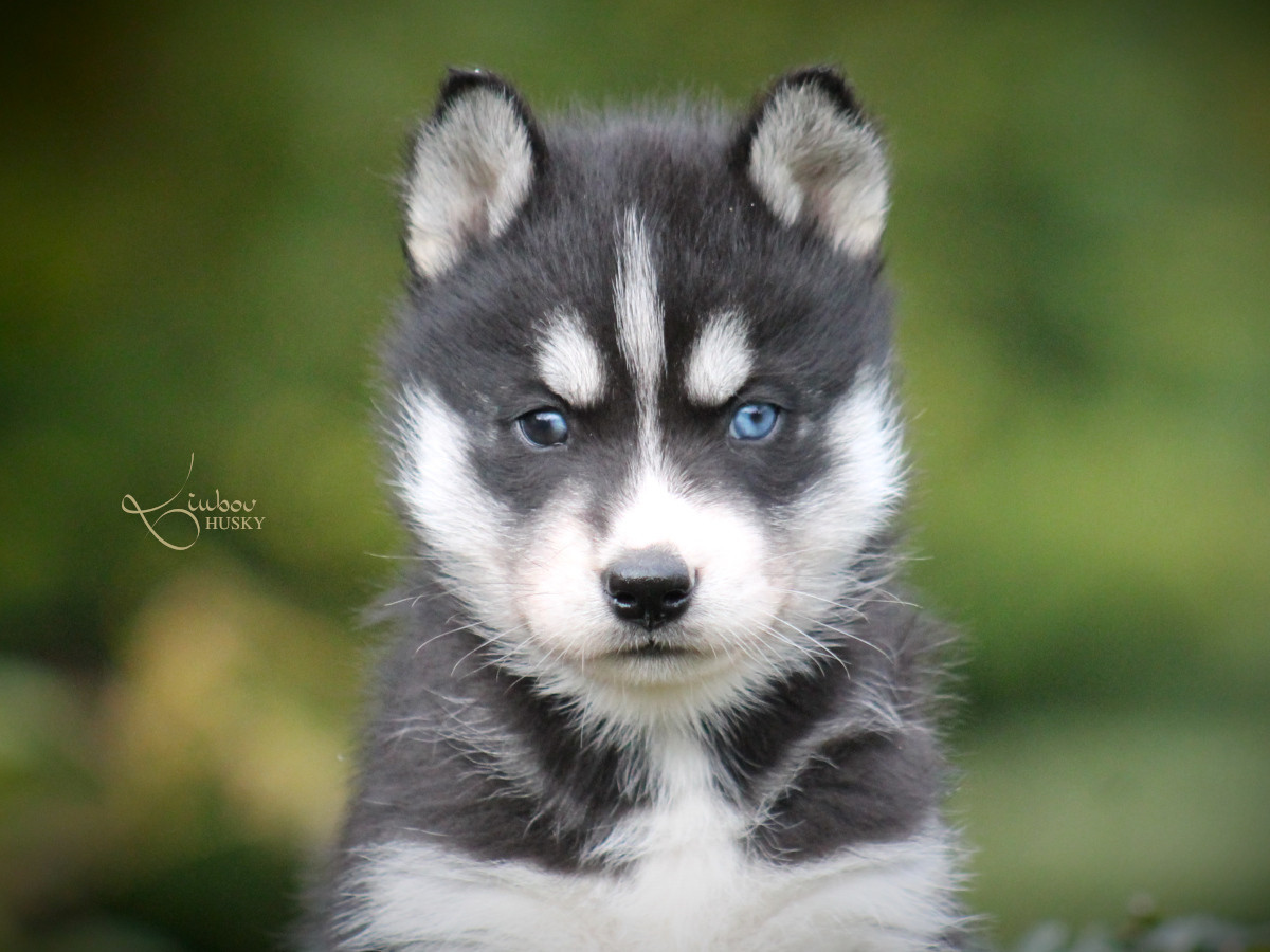 Liubov's - Chiots disponibles - Siberian Husky