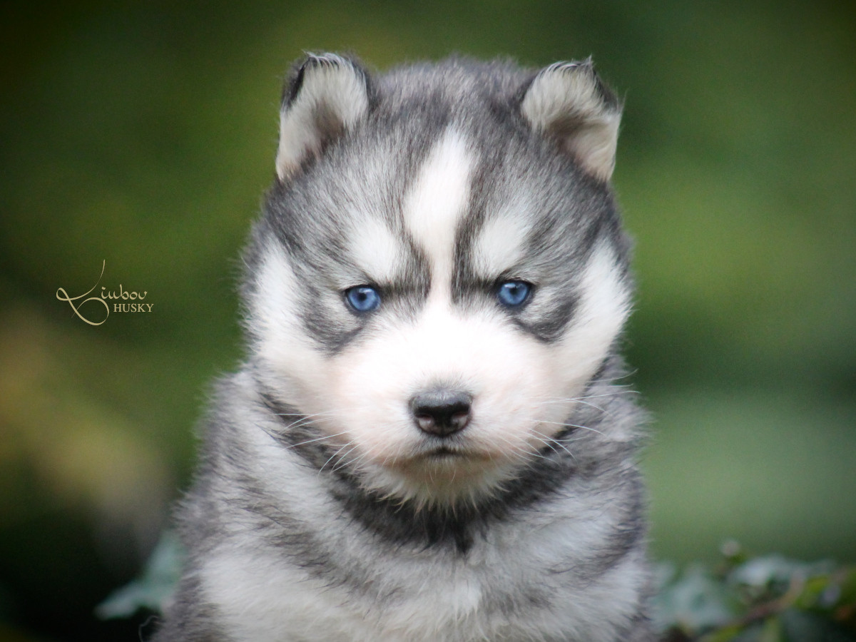 Liubov's - Chiots disponibles - Siberian Husky