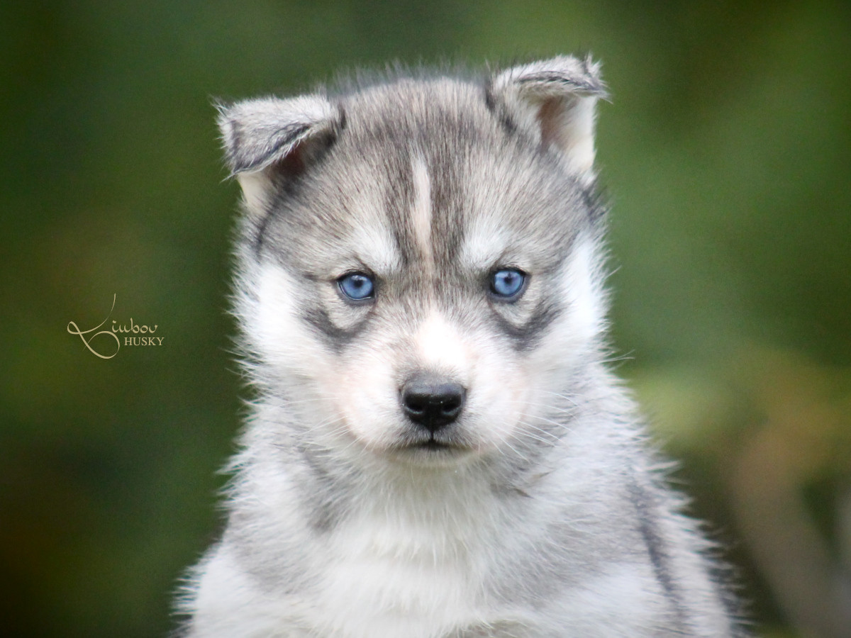 Liubov's - Chiots disponibles - Siberian Husky