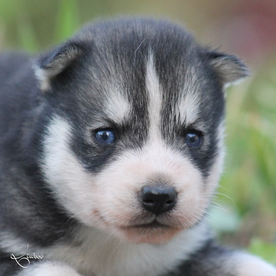 Liubov's - Chiots disponibles - Siberian Husky