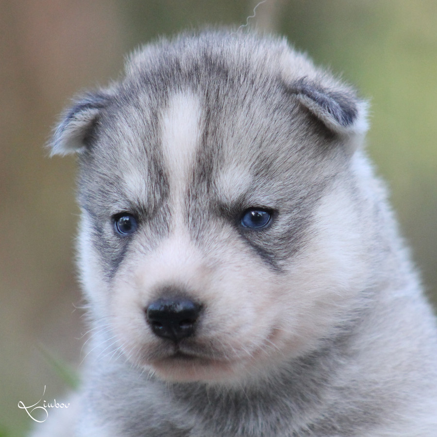 Liubov's - Chiots disponibles - Siberian Husky
