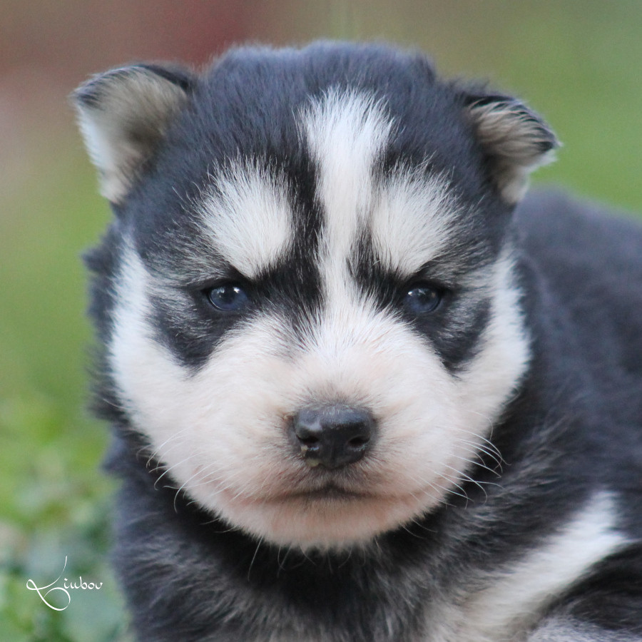 Liubov's - Chiots disponibles - Siberian Husky