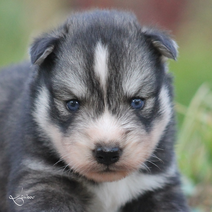 Liubov's - Chiots disponibles - Siberian Husky