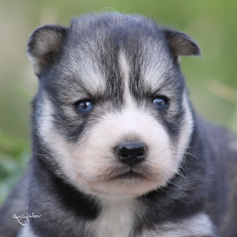 Liubov's - Chiots disponibles - Siberian Husky