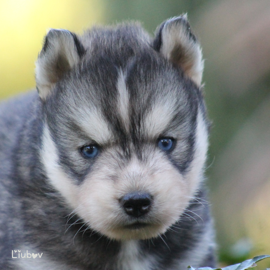 Liubov's - Chiots disponibles - Siberian Husky