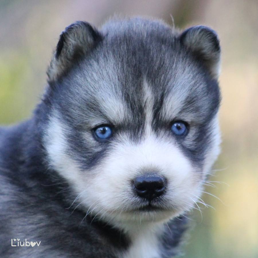 Liubov's - Chiots disponibles - Siberian Husky