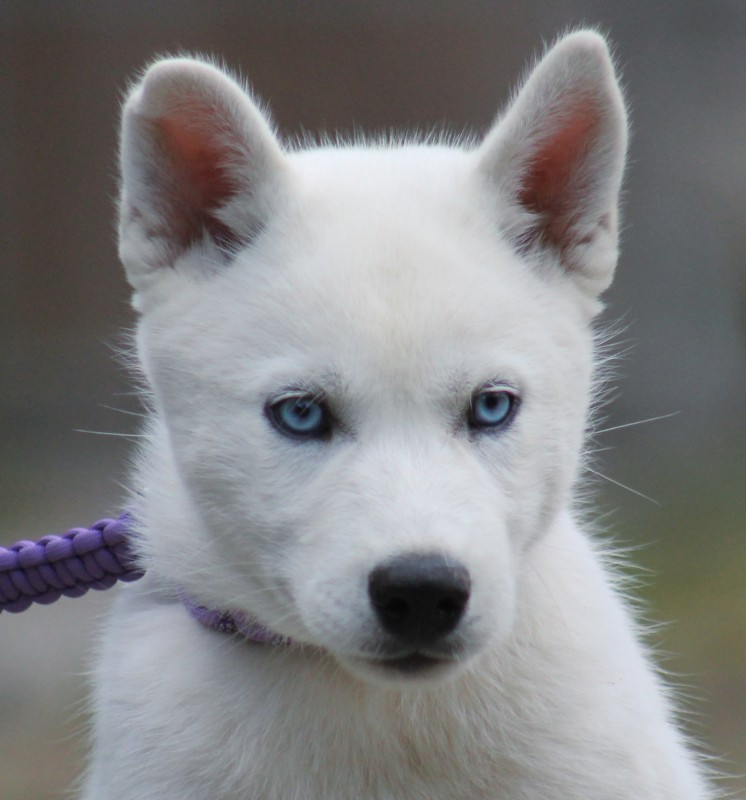 Liubov's - Chiots disponibles - Siberian Husky