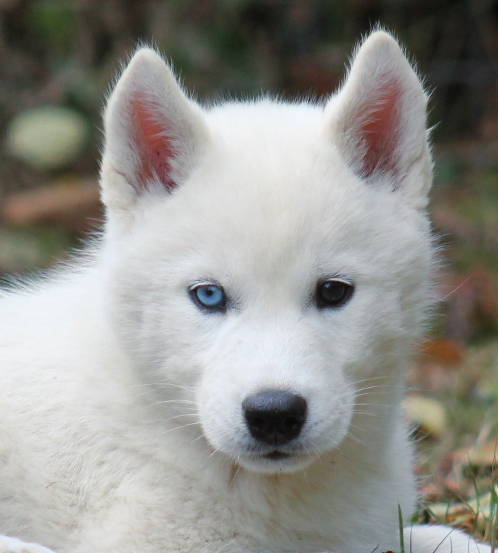 Liubov's - Chiots disponibles - Siberian Husky