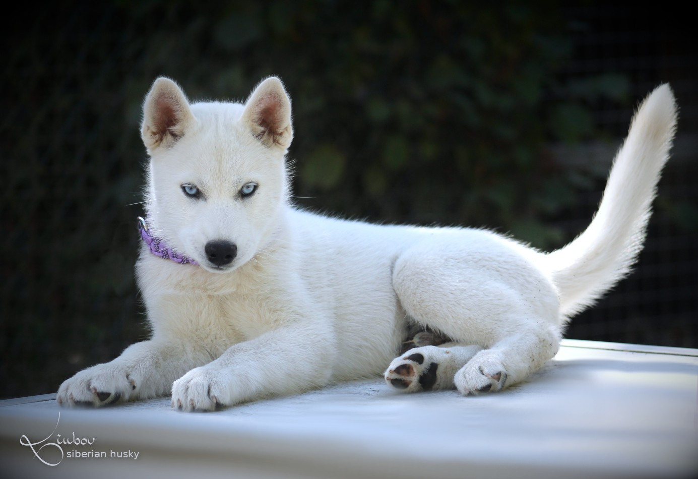 Liubov's - Chiots disponibles - Siberian Husky