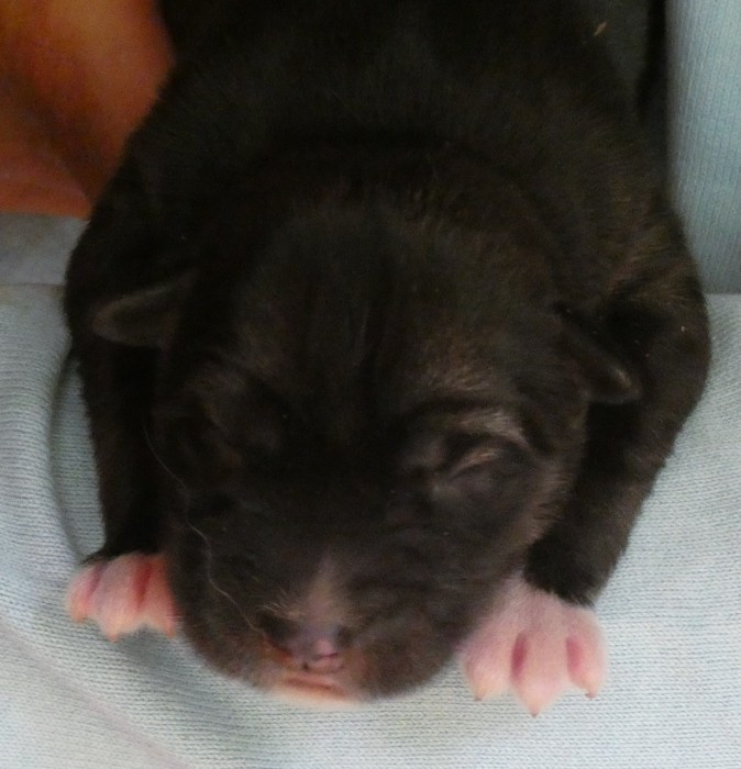 Liubov's - Chiots disponibles - Siberian Husky