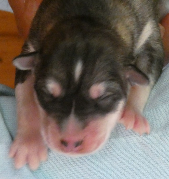 Liubov's - Chiots disponibles - Siberian Husky