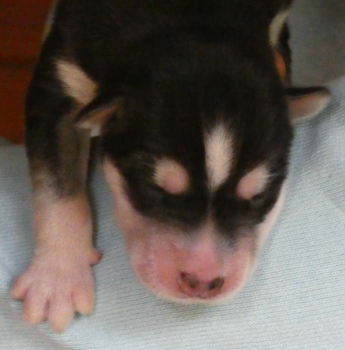Liubov's - Chiots disponibles - Siberian Husky