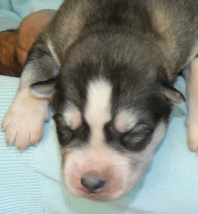 Liubov's - Chiots disponibles - Siberian Husky