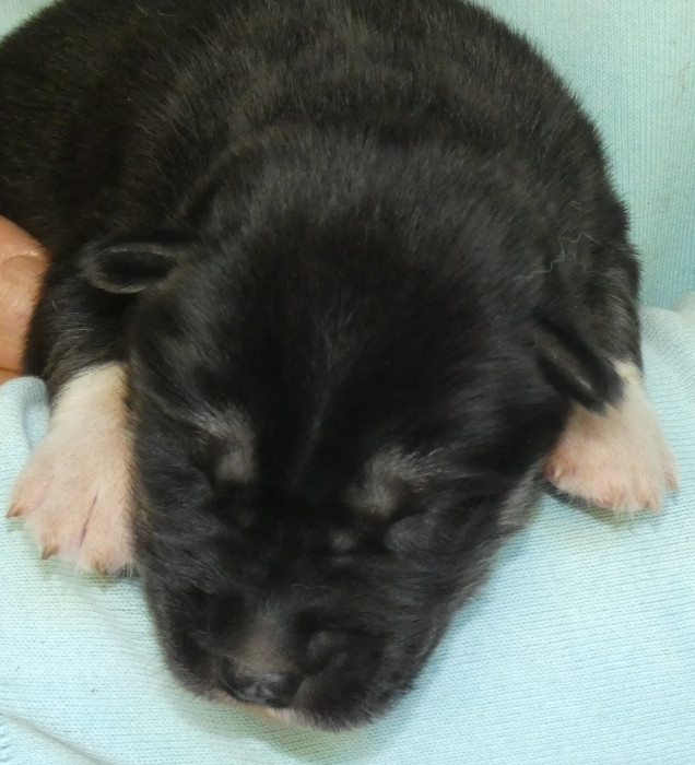 Liubov's - Chiots disponibles - Siberian Husky