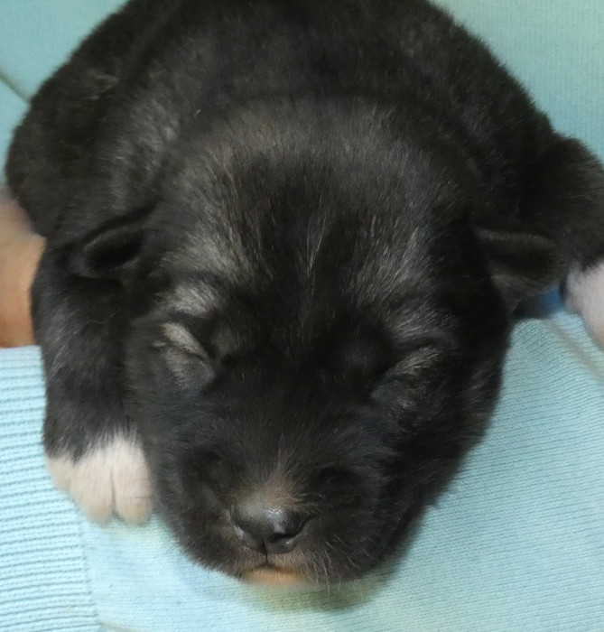 Liubov's - Chiots disponibles - Siberian Husky
